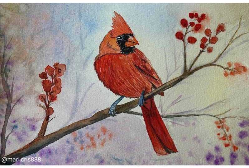 Cardinal bird