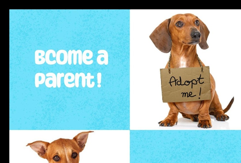 dog adoption