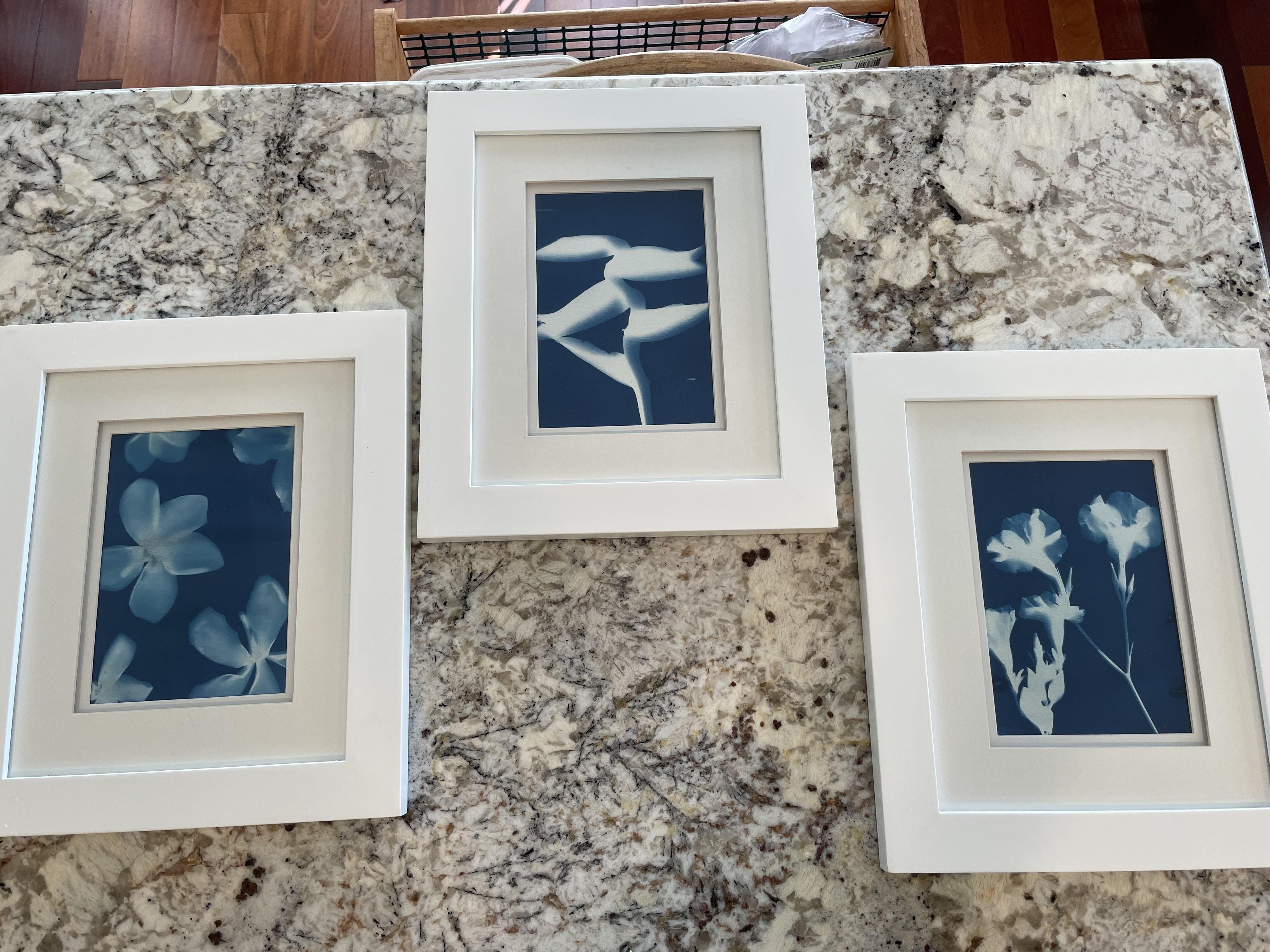 Cyanotypes made in Hawaii - student project