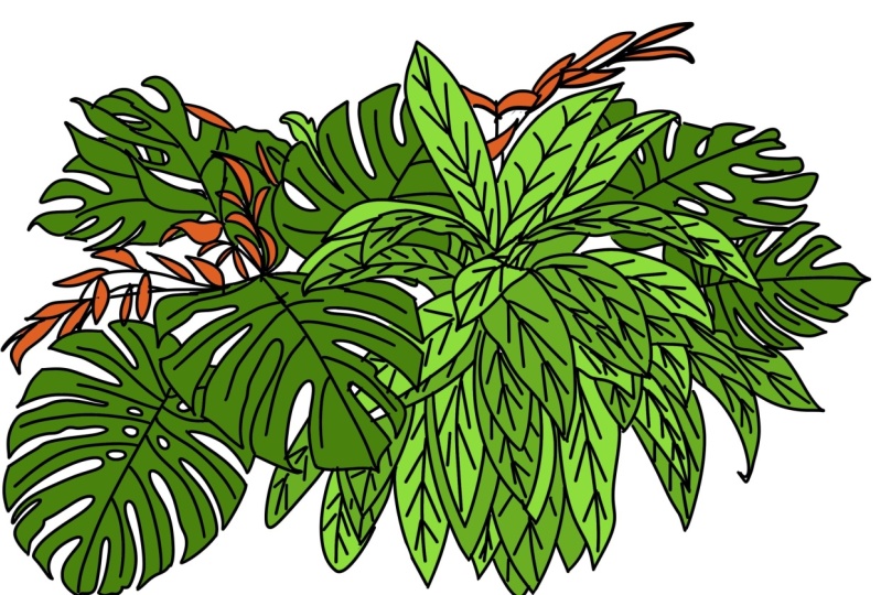 Tropical leaves