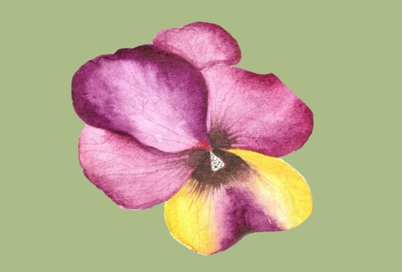 Watercolor flower