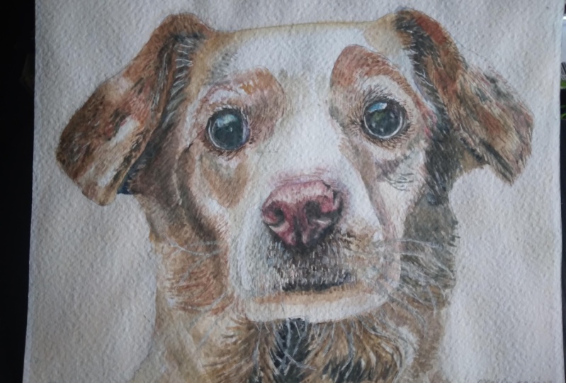 Lovely Dog