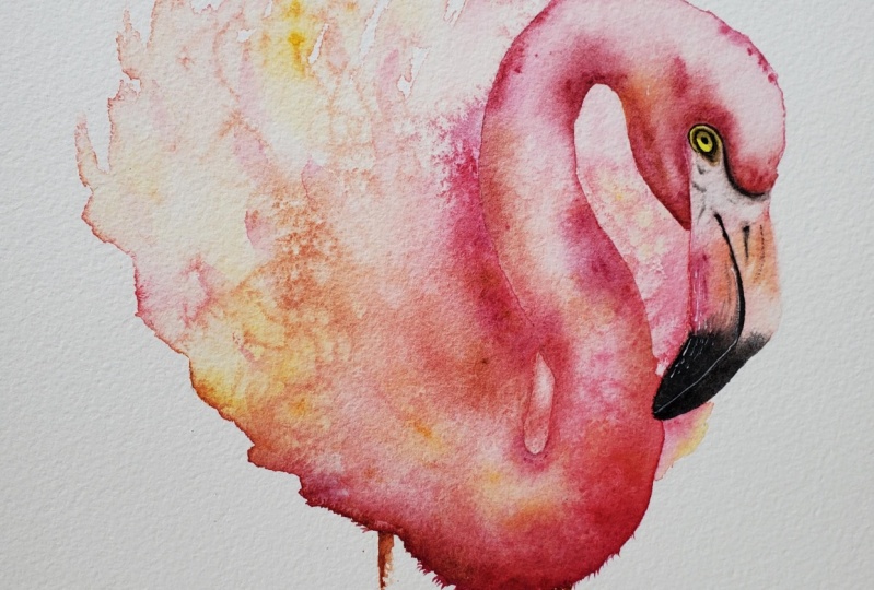 Flamingo
