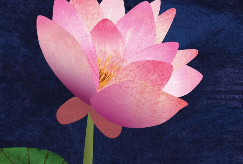 Water Lily