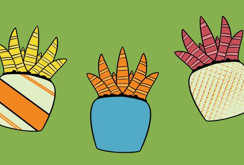 My Aloe Veras In Different Colors!