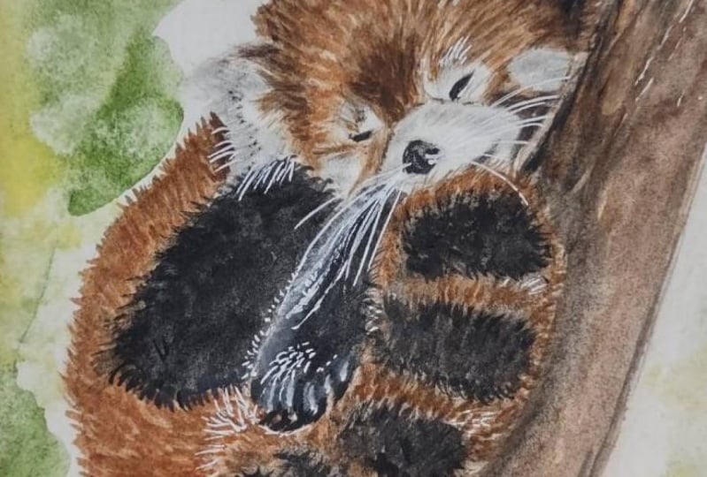 Sleeping red panda