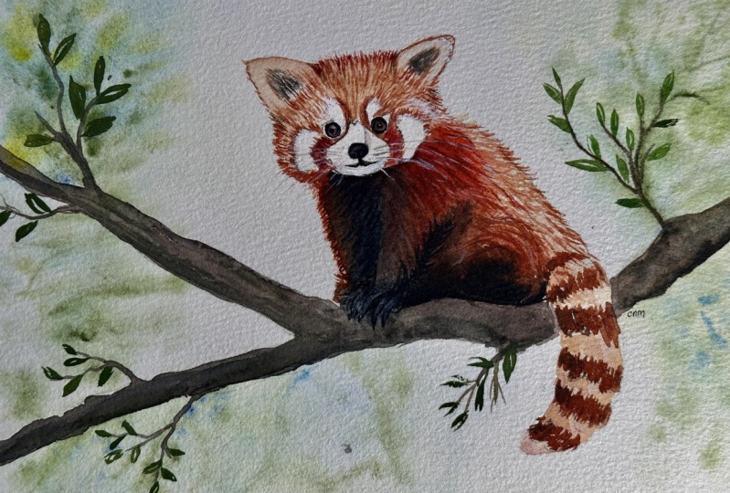 Red panda