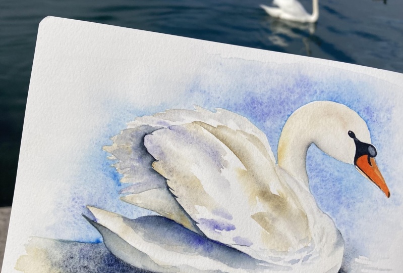 Schwan