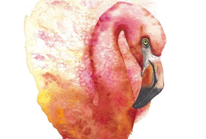 Pink Flamingo