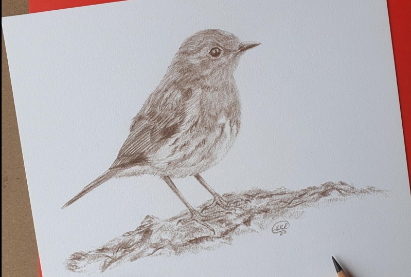 Robin