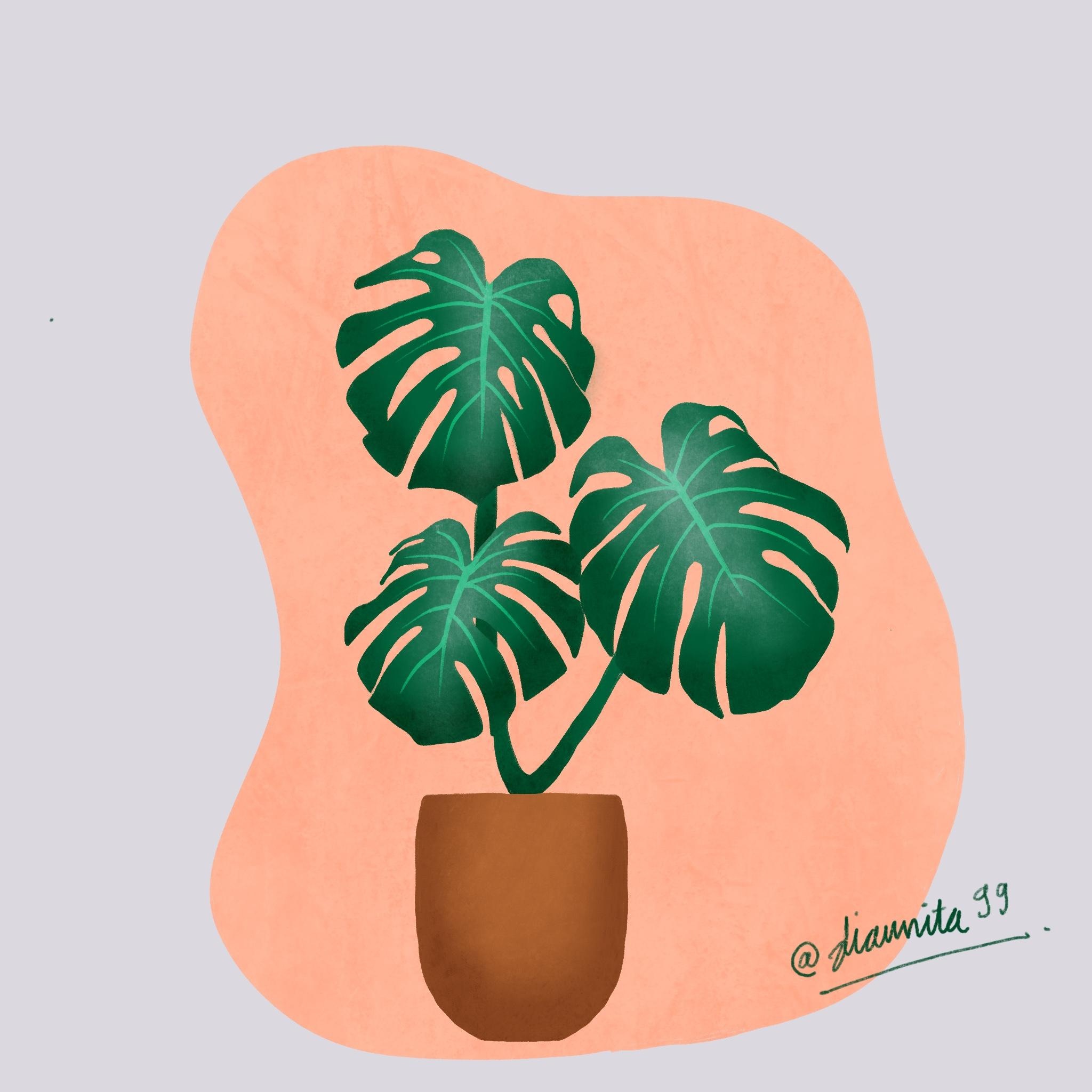 Monstera leaves
