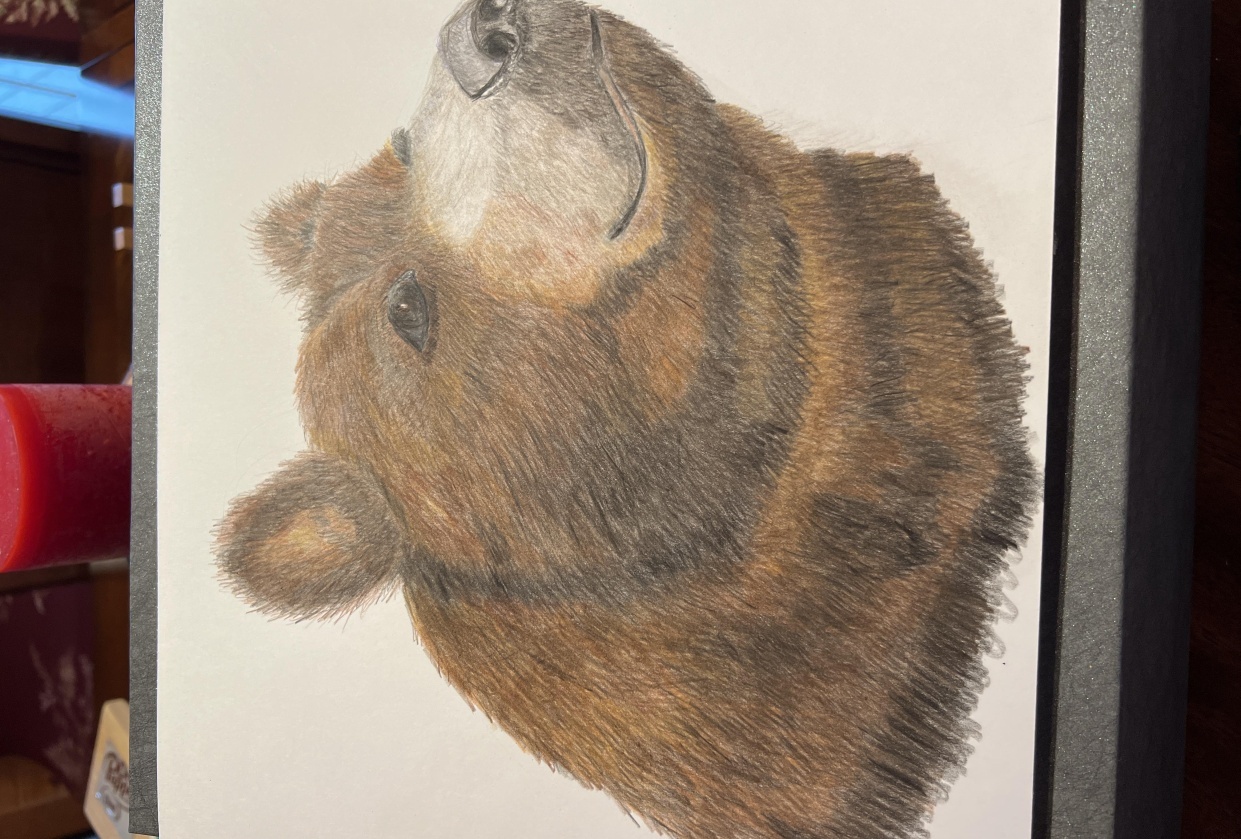Colored Pencil Bear - student project