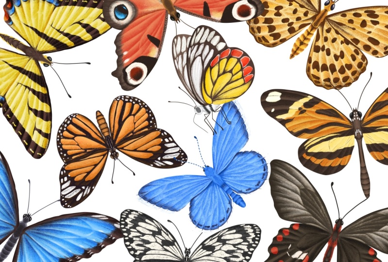 Illustrate Butterflies And 3 Ways To Animate In Procreate