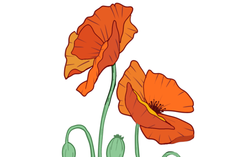 Wildflower Pattern Class