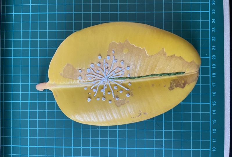 hand embroidered Dandelion on a ficus elastica leaf