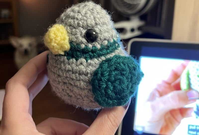 Pancake, my small bird