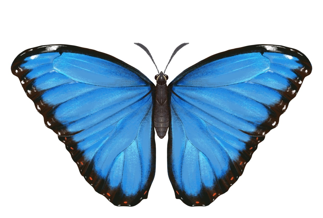 Blue Morpho and Old World Swallowtail - student project
