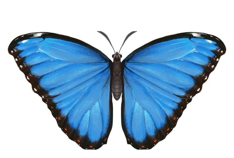 Blue Morpho and Old World Swallowtail