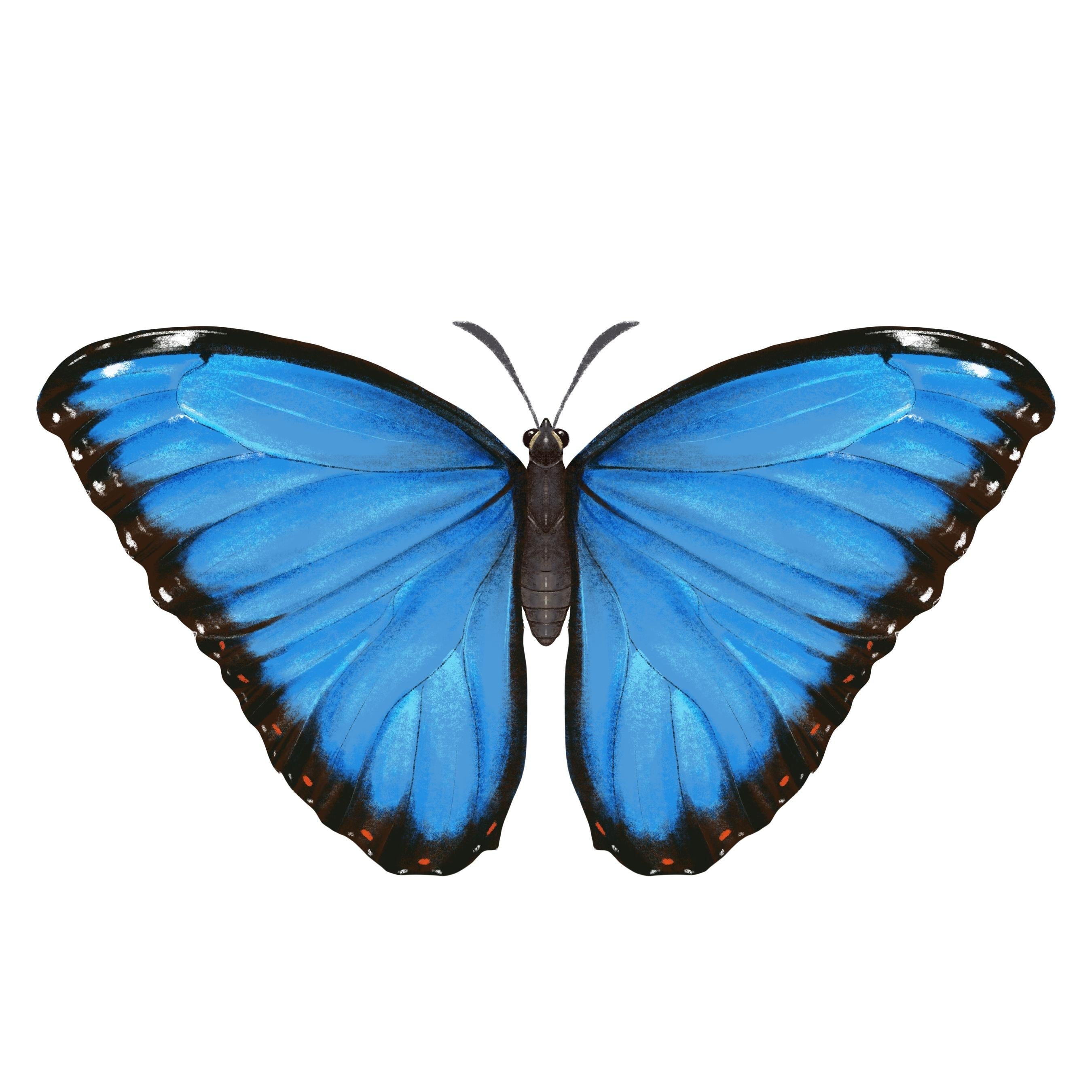 Blue Morpho and Old World Swallowtail - student project