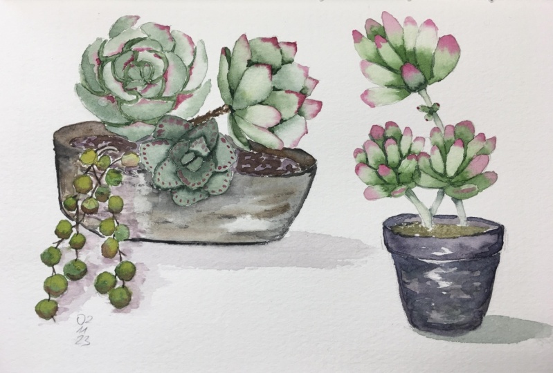 Sukkulenten in Aquarell