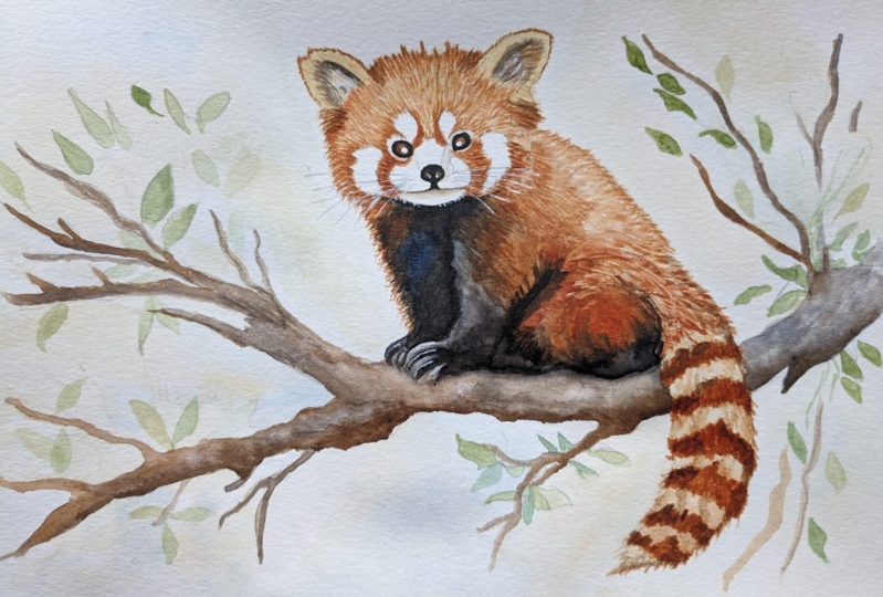 Cute little red panda