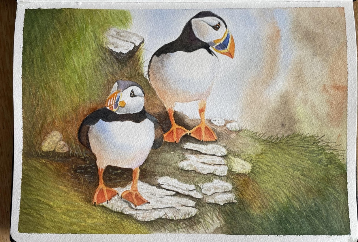 Puffins in watercolour - student project