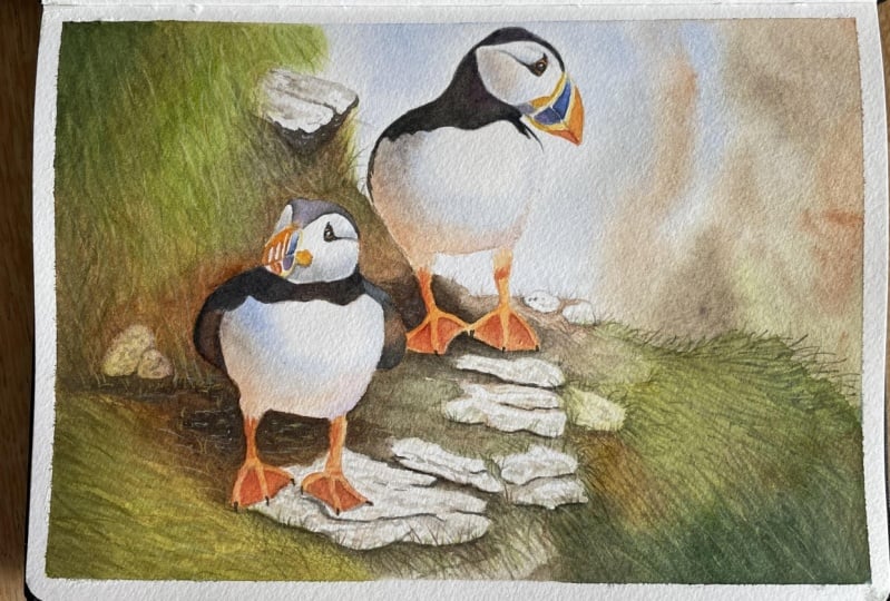 Puffins in watercolour