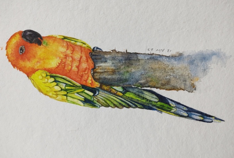 Watercolor Sun Conure