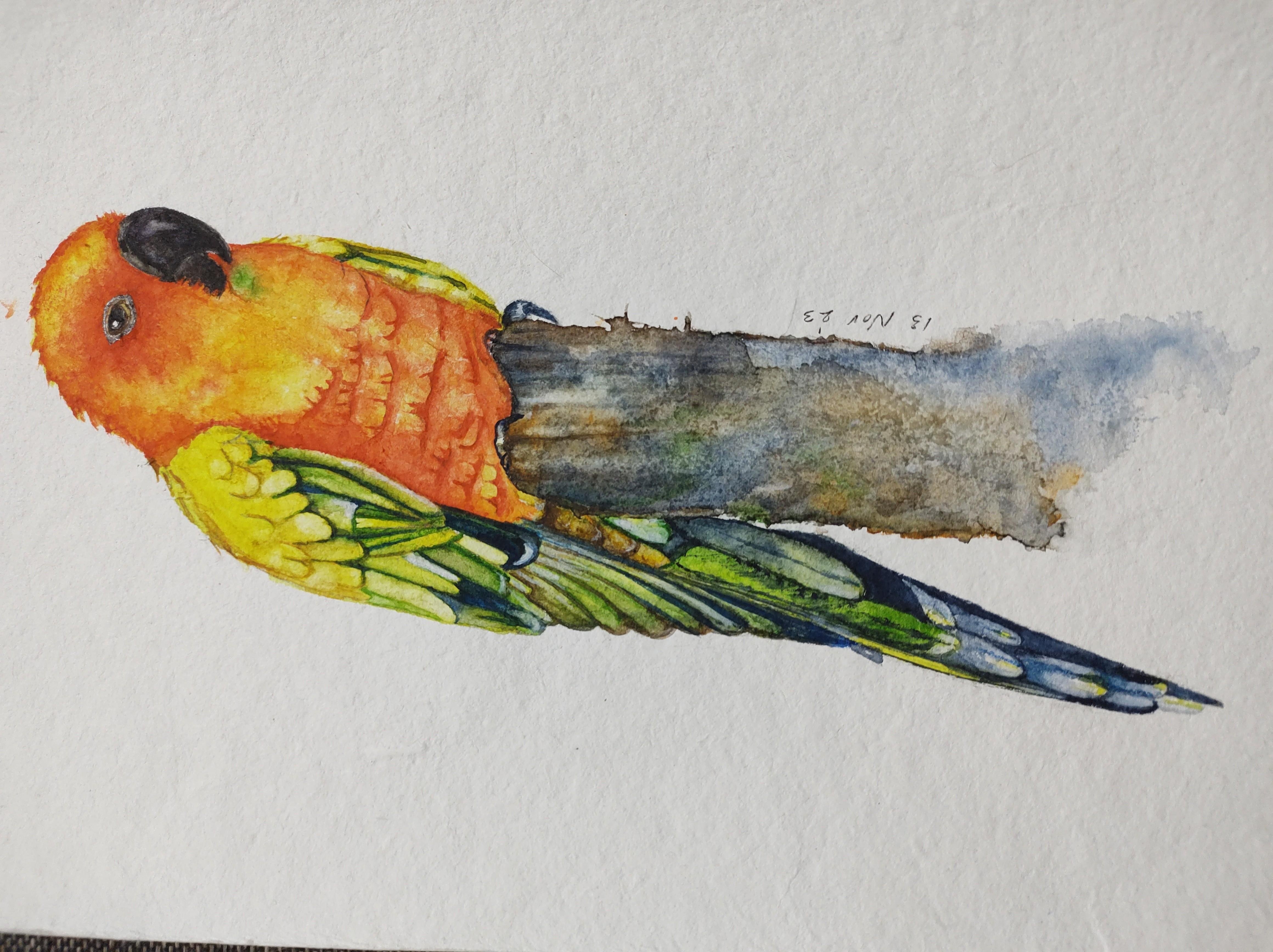 Watercolor Sun Conure - student project