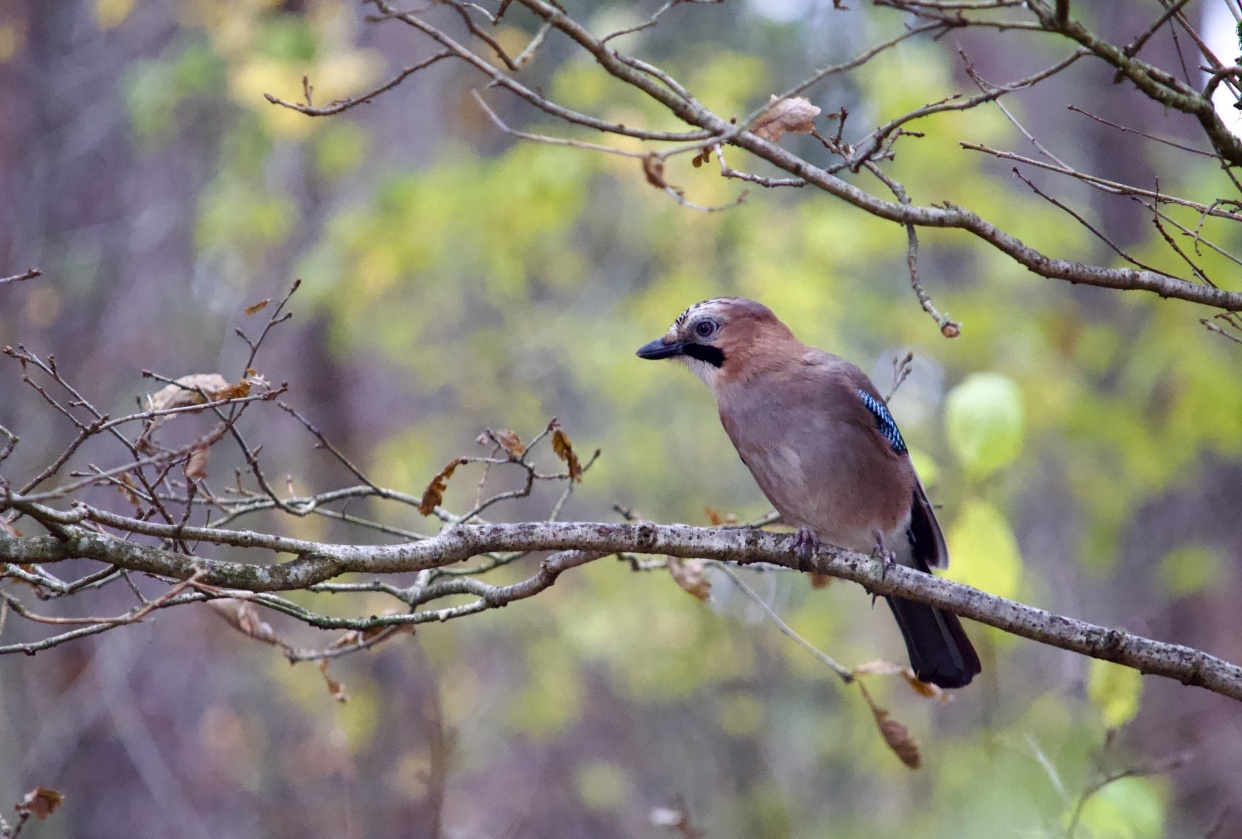 Bird photography practice - student project