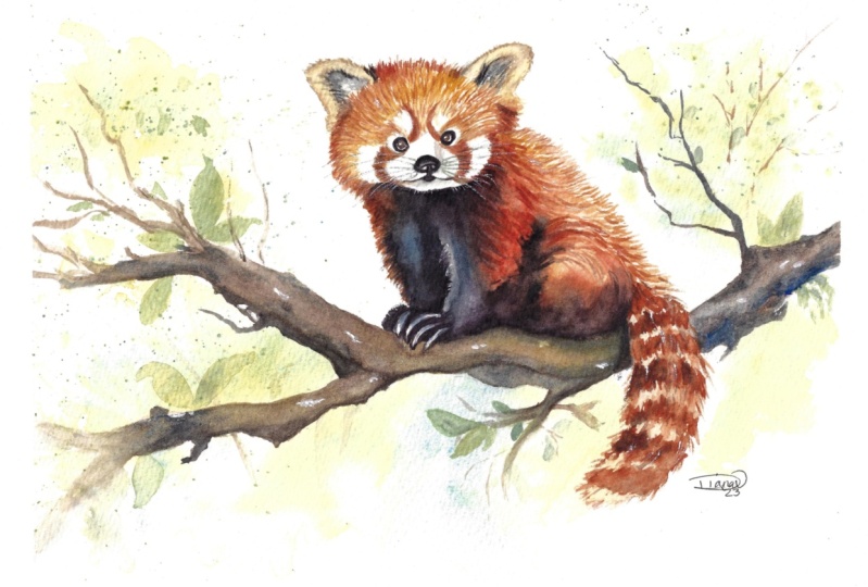 Red Panda in Watercolor