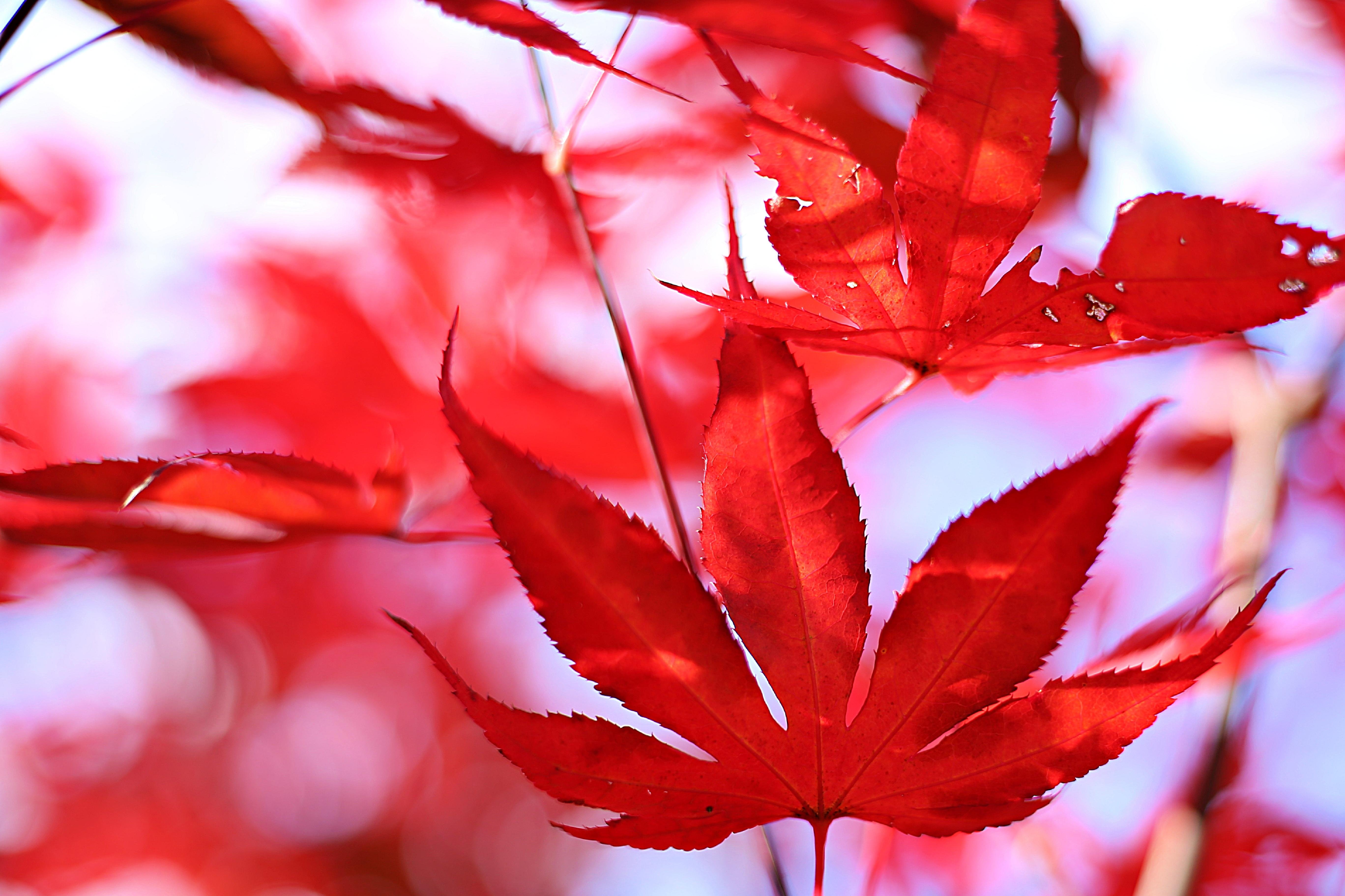Japanese Maple - student project