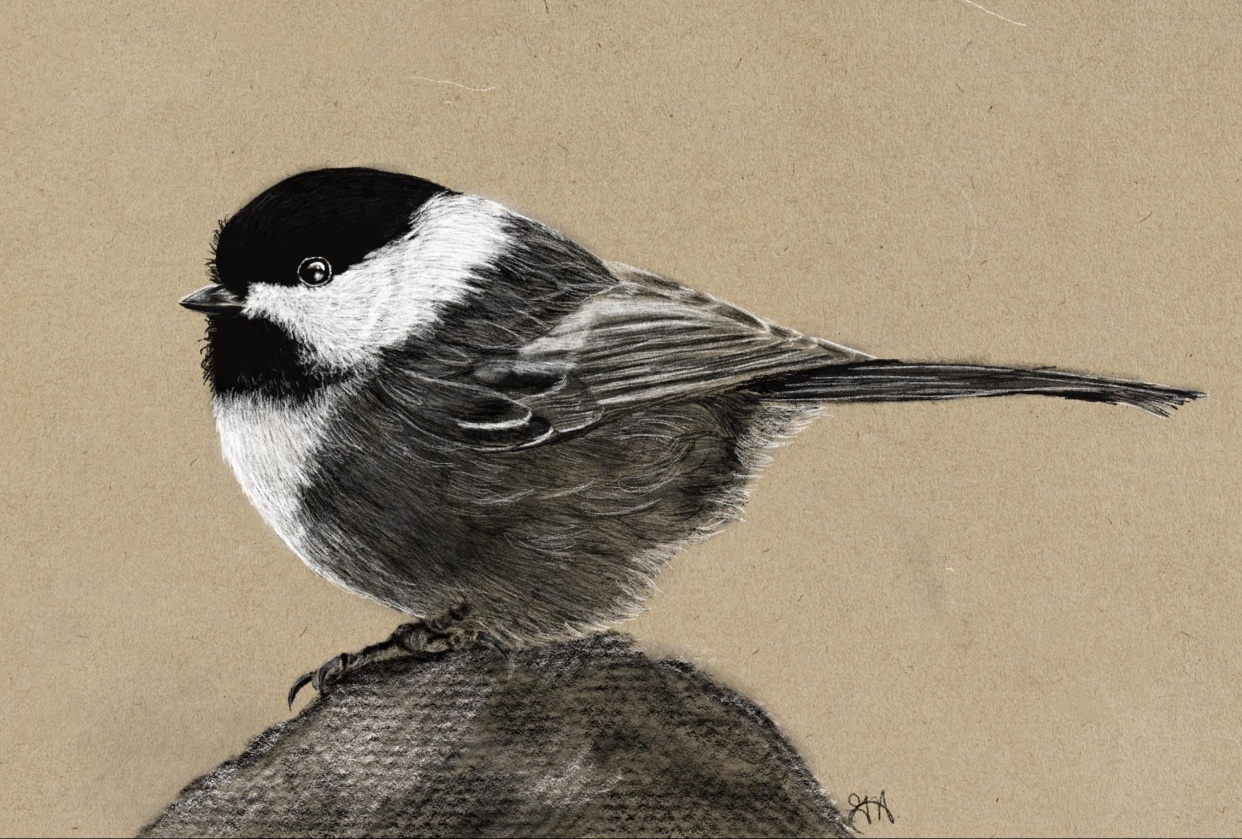 My take on Black-capped Chickadee Pencil Technique - student project