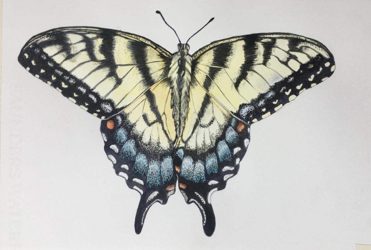 Swallowtail - student project