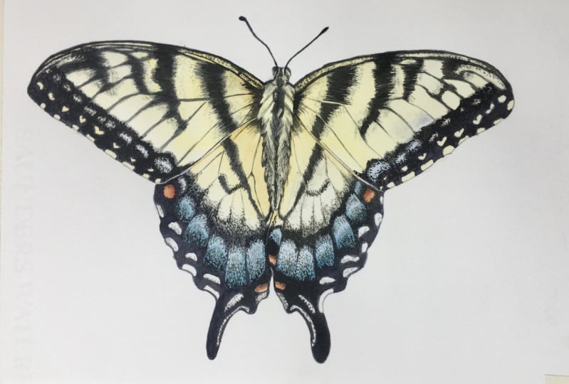 Swallowtail