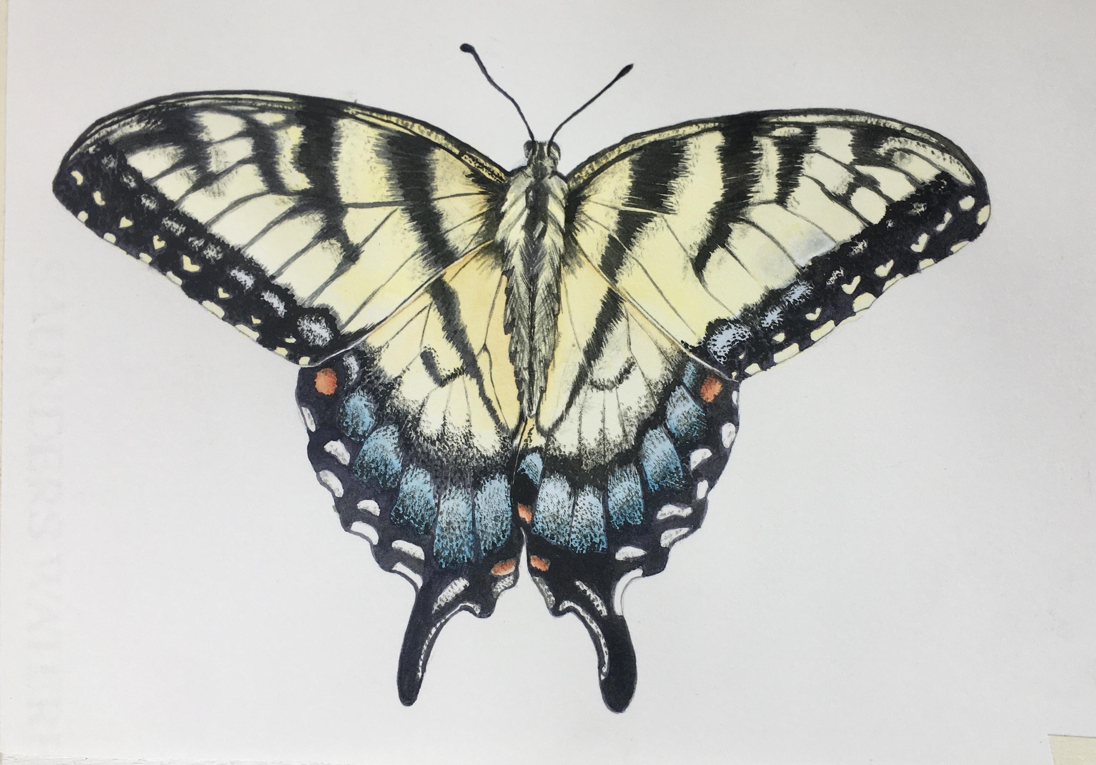 Swallowtail - student project