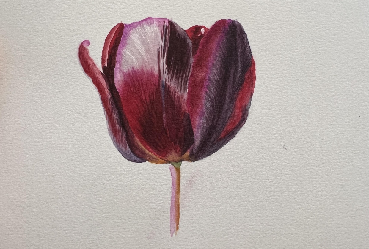 Tulip - student project
