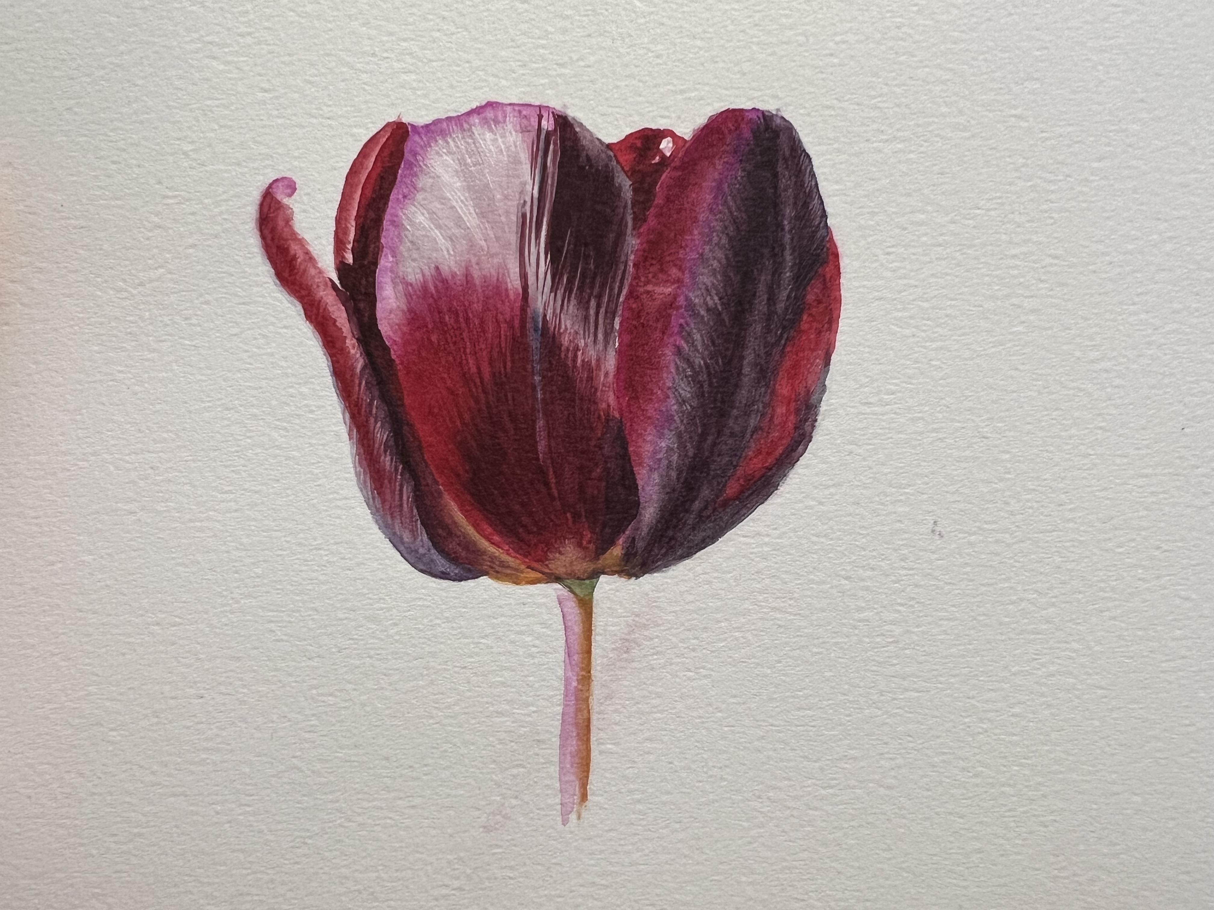 Tulip