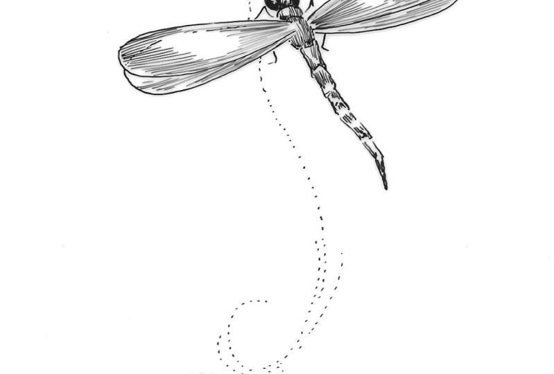 Vectorizing a drawing