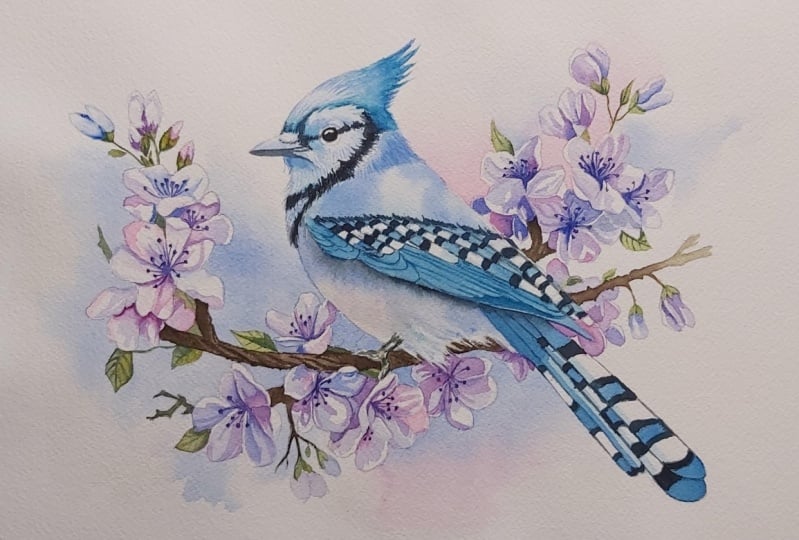 Blue Jay