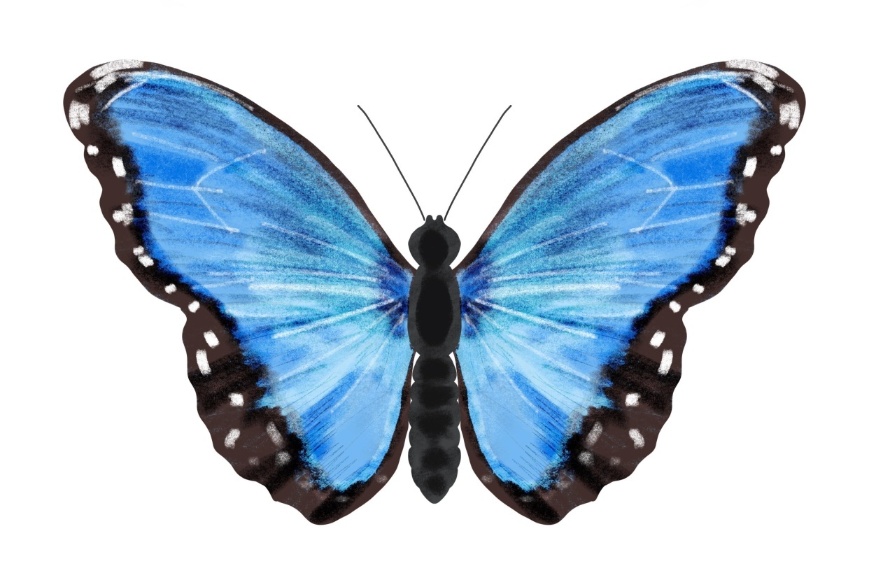 Blue morpho - student project