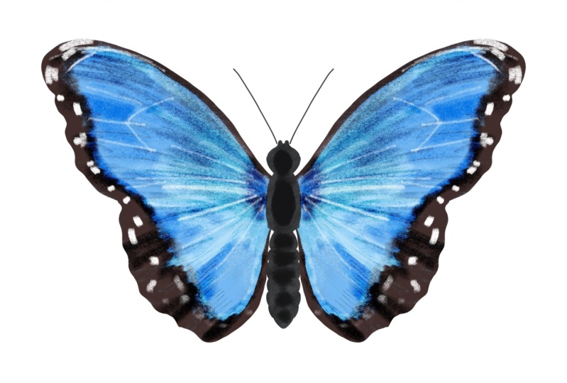 Blue morpho