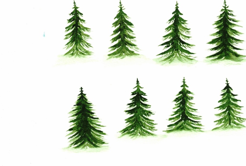 Pine trees