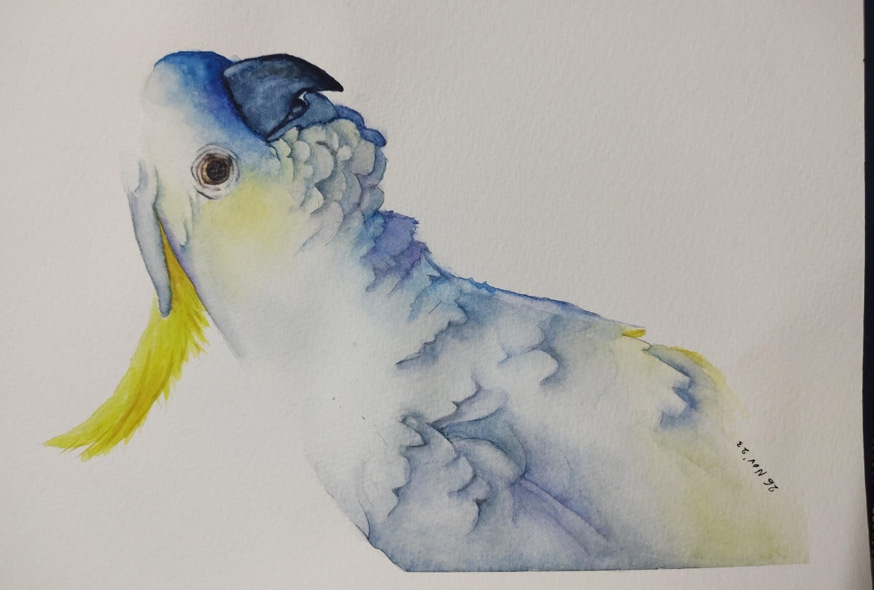 White Cockatoo - student project