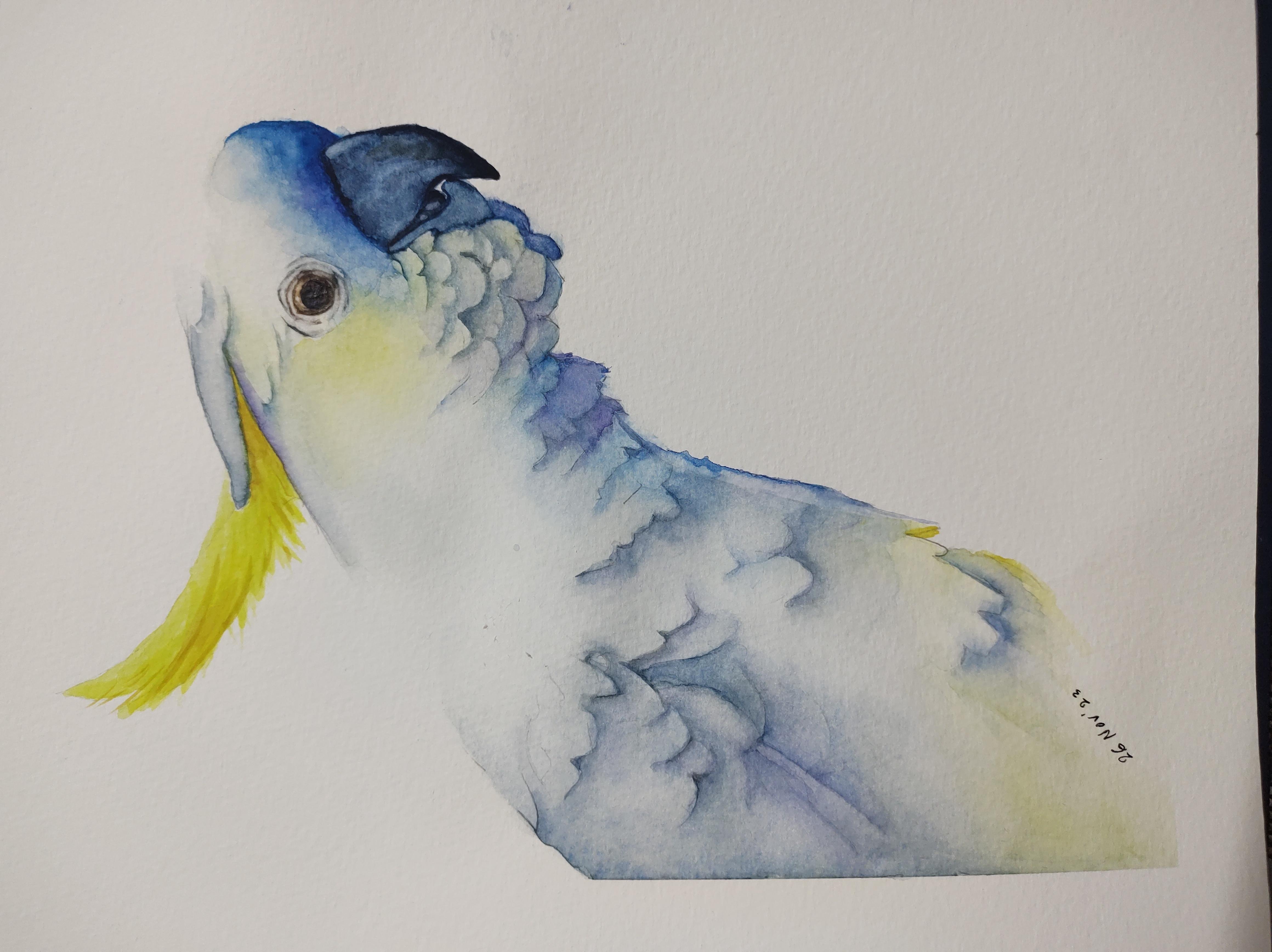 White Cockatoo - student project