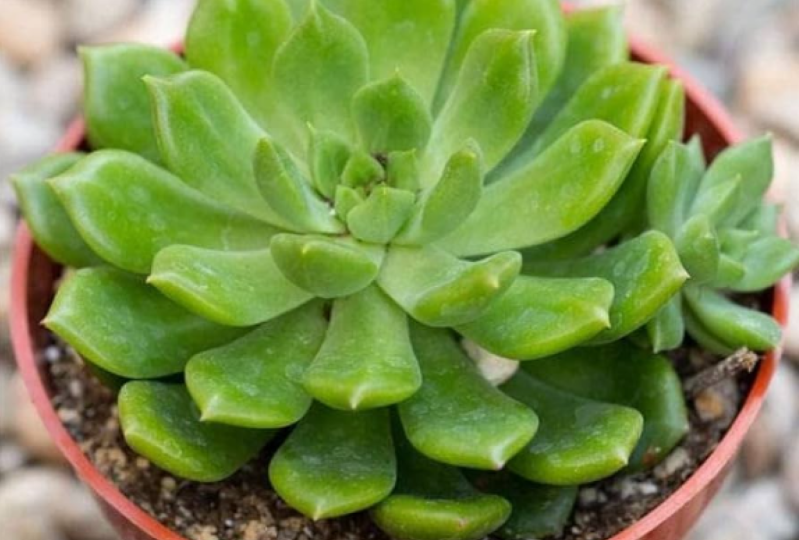 Succulents