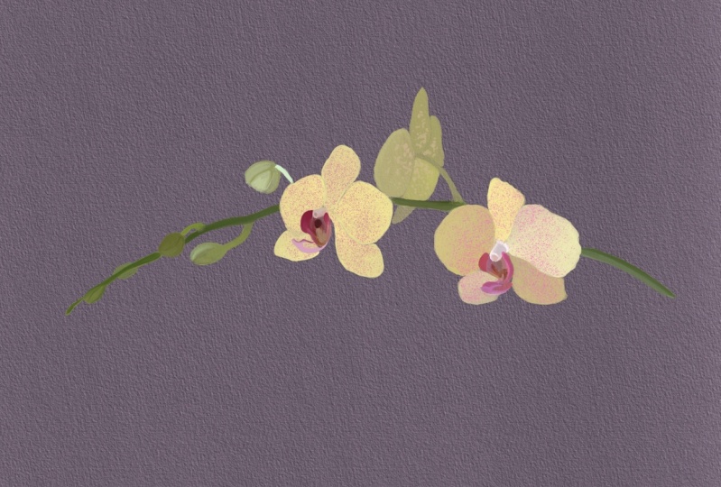 Orchids in procreate