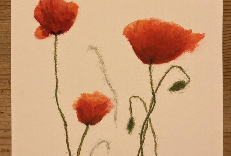 Mohnblüten