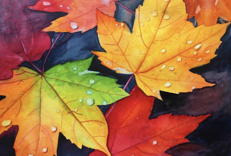 Maple leaves
