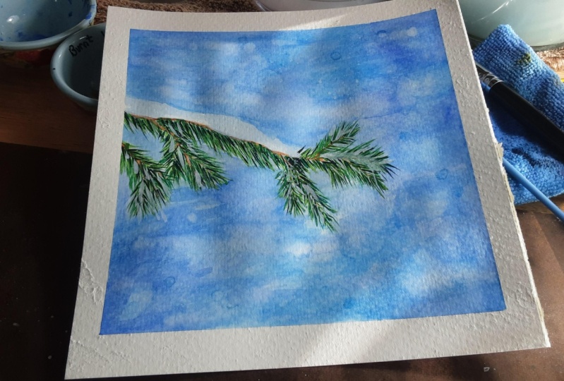Snowy pine branch